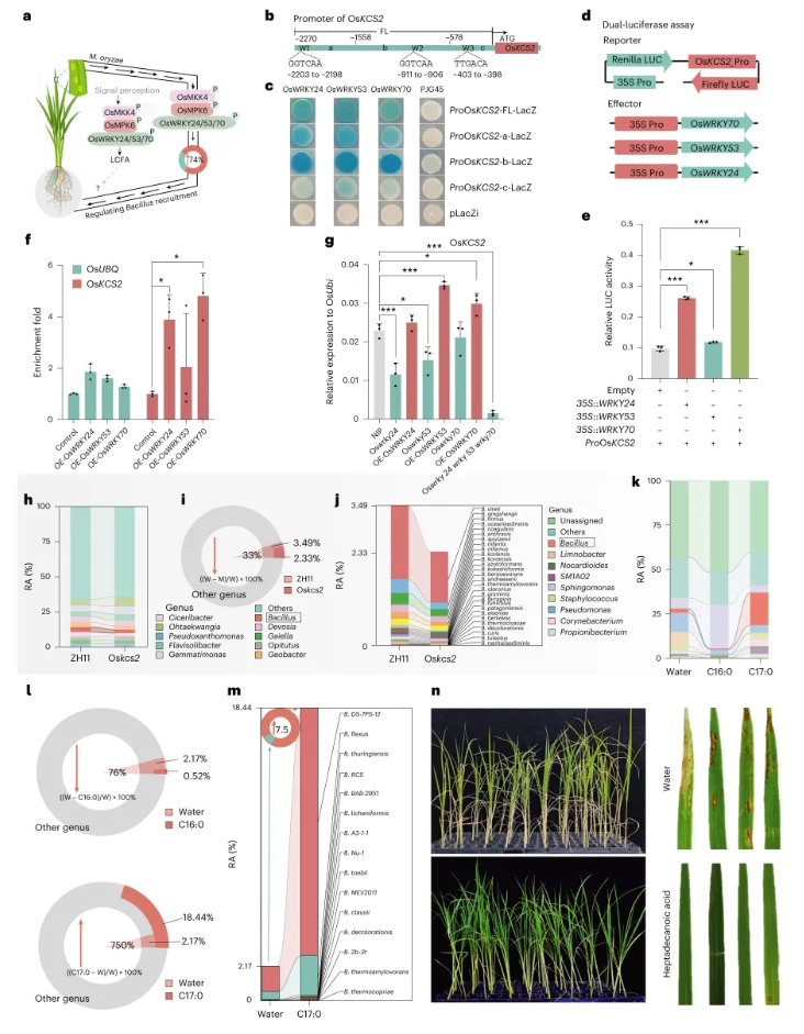 nature plants(IF=15.0)|南京农业大学团队发现水稻抗病密码：叶片发令，根系精准招募益生菌！(图5)