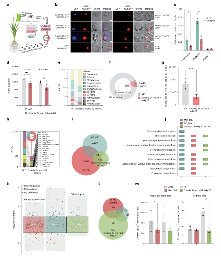 nature plants(IF=15.0)|南京农业大学团队发现水稻抗病密码：叶片发令，根系精准招募益生菌！(图4)