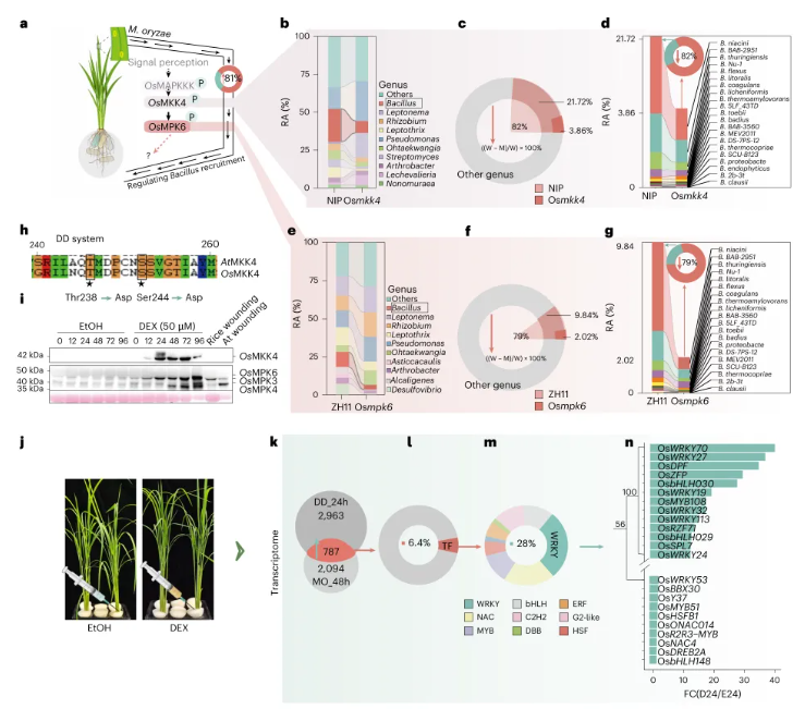 nature plants(IF=15.0)|南京农业大学团队发现水稻抗病密码：叶片发令，根系精准招募益生菌！(图3)