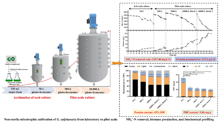 Bioresour Technol.(IF=8.2)|非无菌、低成本、高蛋白—华南理工研究团队采用嗜硫红藻中试系统破解高氨氮废水处理难题!(图2) Bioresour Technol.(IF=8.2)|非无菌、低成本、高蛋白—华南理工研究团队采用嗜硫红藻中试系统破解高氨氮废水处理难题!(图2)