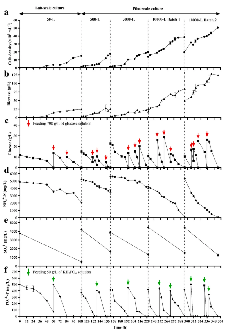 Bioresour Technol.(IF=8.2)|非无菌、低成本、高蛋白—华南理工研究团队采用嗜硫红藻中试系统破解高氨氮废水处理难题!(图5) Bioresour Technol.(IF=8.2)|非无菌、低成本、高蛋白—华南理工研究团队采用嗜硫红藻中试系统破解高氨氮废水处理难题!(图5)