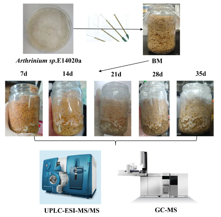 Front.Plant Sci.(IF=5.9)|真菌诱导的沉香香气从何而来?中国医学科学院杨云团队破解真菌“造香”密码,揭秘沉香生物合成的动态调控机制(图2) Front.Plant Sci.(IF=5.9)|真菌诱导的沉香香气从何而来?中国医学科学院杨云团队破解真菌“造香”密码,揭秘沉香生物合成的动态调控机制(图2)