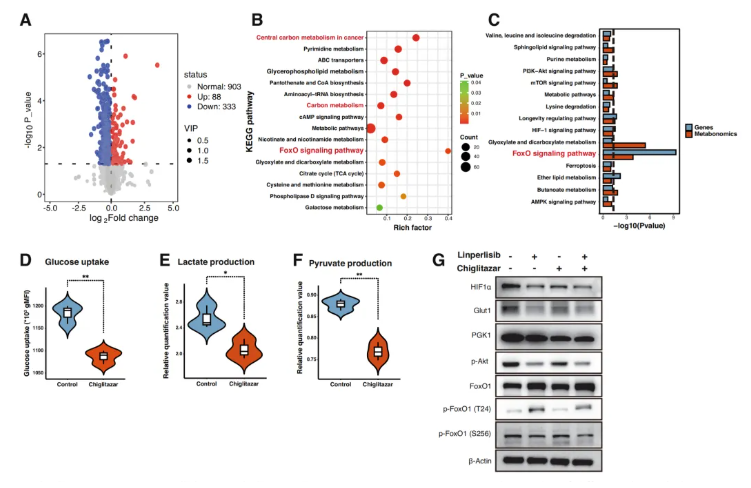Cell Death Dis.(IF=12.2)|厦门大学徐兵教授团队解锁滤泡性淋巴瘤治疗新策略:PI3Kδ与PPARα双靶向重塑代谢激活FoxO1(图6) Cell Death Dis.(IF=12.2)|厦门大学徐兵教授团队解锁滤泡性淋巴瘤治疗新策略:PI3Kδ与PPARα双靶向重塑代谢激活FoxO1(图6)