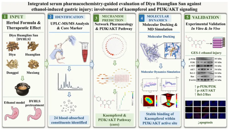 J.Ethnopharmacol.(IF=6.8)|吉林大学付本懂/彭璐媛团队:锁定山奈酚!揭示地榆黄连散通过激活PI3K/AKT通路防治胃黏膜损伤的分子机制(图2) J.Ethnopharmacol.(IF=6.8)|吉林大学付本懂/彭璐媛团队:锁定山奈酚!揭示地榆黄连散通过激活PI3K/AKT通路防治胃黏膜损伤的分子机制(图2)