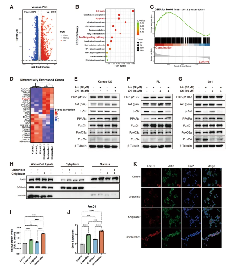 Cell Death Dis.(IF=12.2)|厦门大学徐兵教授团队解锁滤泡性淋巴瘤治疗新策略:PI3Kδ与PPARα双靶向重塑代谢激活FoxO1(图5) Cell Death Dis.(IF=12.2)|厦门大学徐兵教授团队解锁滤泡性淋巴瘤治疗新策略:PI3Kδ与PPARα双靶向重塑代谢激活FoxO1(图5)
