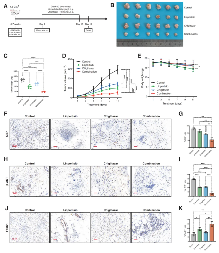 Cell Death Dis.(IF=12.2)|厦门大学徐兵教授团队解锁滤泡性淋巴瘤治疗新策略:PI3Kδ与PPARα双靶向重塑代谢激活FoxO1(图8) Cell Death Dis.(IF=12.2)|厦门大学徐兵教授团队解锁滤泡性淋巴瘤治疗新策略:PI3Kδ与PPARα双靶向重塑代谢激活FoxO1(图8)