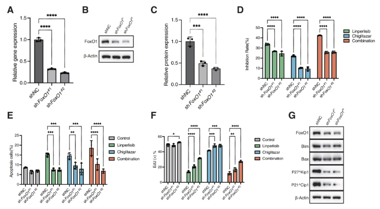 Cell Death Dis.(IF=12.2)|厦门大学徐兵教授团队解锁滤泡性淋巴瘤治疗新策略:PI3Kδ与PPARα双靶向重塑代谢激活FoxO1(图7) Cell Death Dis.(IF=12.2)|厦门大学徐兵教授团队解锁滤泡性淋巴瘤治疗新策略:PI3Kδ与PPARα双靶向重塑代谢激活FoxO1(图7)