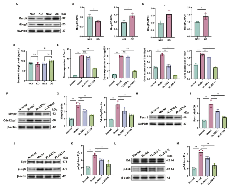 Phytomedicine(IF=11.3)|南中医研究团队揭示仙连解毒汤靶向Plaur抑制结直肠癌肝转移的分子机制!(图9) Phytomedicine(IF=11.3)|南中医研究团队揭示仙连解毒汤靶向Plaur抑制结直肠癌肝转移的分子机制!(图9)