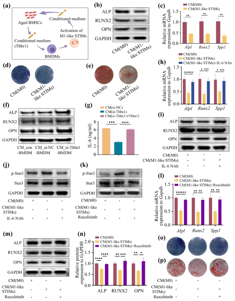Aging Cell(IF=7.7)|福建医科大学陈江教授团队：揭秘衰老骨髓微环境恶性循环！Thbs1靶向破解老年骨再生难题(图8)