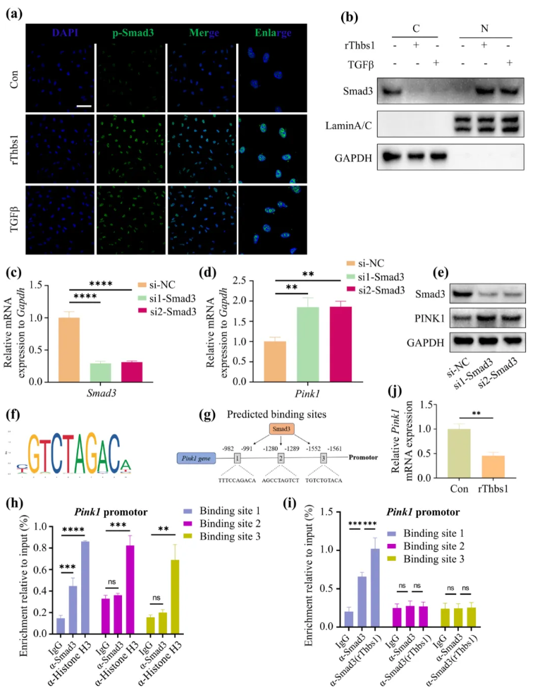 Aging Cell(IF=7.7)|福建医科大学陈江教授团队：揭秘衰老骨髓微环境恶性循环！Thbs1靶向破解老年骨再生难题(图7)