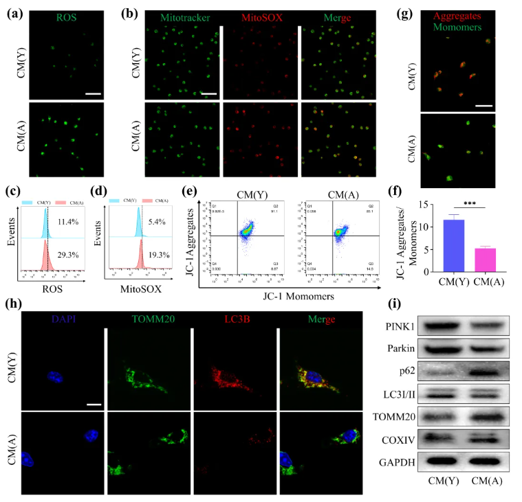 Aging Cell(IF=7.7)|福建医科大学陈江教授团队：揭秘衰老骨髓微环境恶性循环！Thbs1靶向破解老年骨再生难题(图3)