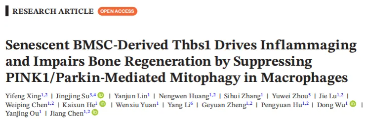 Aging Cell(IF=7.7)|福建医科大学陈江教授团队：揭秘衰老骨髓微环境恶性循环！Thbs1靶向破解老年骨再生难题(图1)