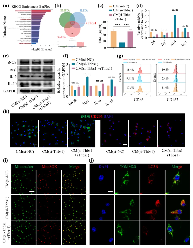 Aging Cell(IF=7.7)|福建医科大学陈江教授团队：揭秘衰老骨髓微环境恶性循环！Thbs1靶向破解老年骨再生难题(图5)