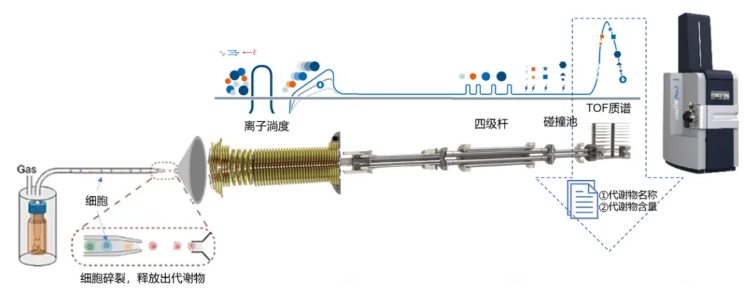 重磅上新|MetCell™单细胞代谢组学,让每个细胞的代谢人格清晰可见(图1) 重磅上新|MetCell™单细胞代谢组学,让每个细胞的代谢人格清晰可见(图1)