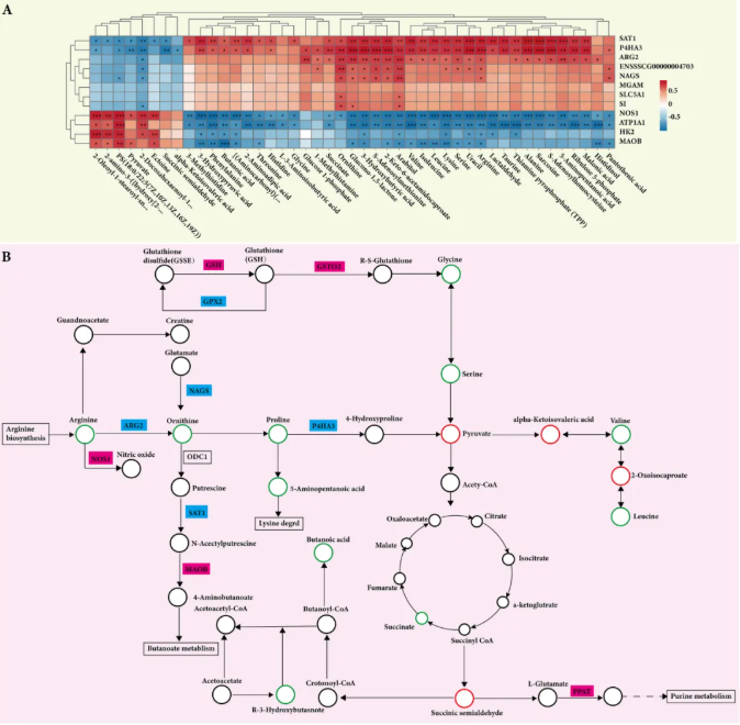 Food Bioscience(IF=6.2)|多组学全景解析富硒酵母如何全方位升级猪肉品质(图7) Food Bioscience(IF=6.2)|多组学全景解析富硒酵母如何全方位升级猪肉品质(图7)
