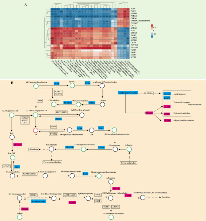 Food Bioscience(IF=6.2)|多组学全景解析富硒酵母如何全方位升级猪肉品质(图8) Food Bioscience(IF=6.2)|多组学全景解析富硒酵母如何全方位升级猪肉品质(图8)