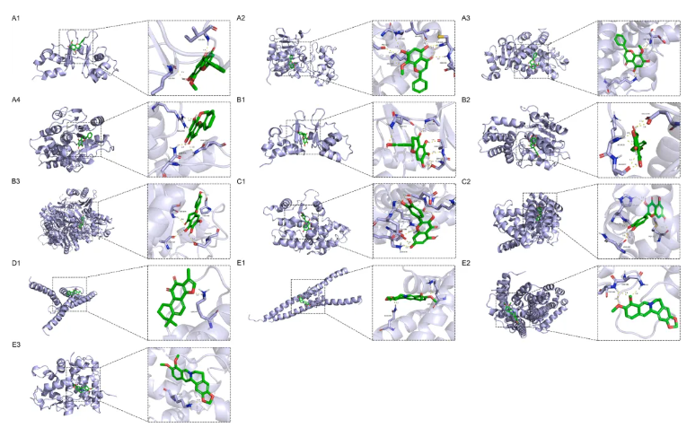 Phytomedicine(IF=11.3)|湖南中医药大学团队多组学方法揭秘:左归降糖清肝方重塑脂肪酸代谢,改善MASLD(图6) Phytomedicine(IF=11.3)|湖南中医药大学团队多组学方法揭秘:左归降糖清肝方重塑脂肪酸代谢,改善MASLD(图6)
